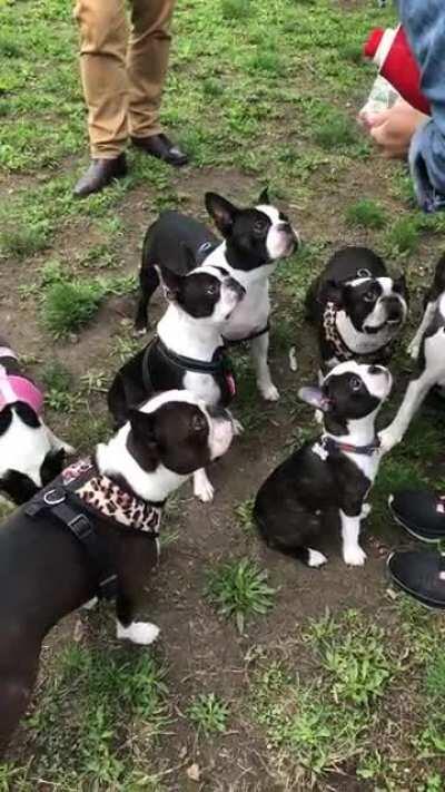 How to collect a pack of Boston