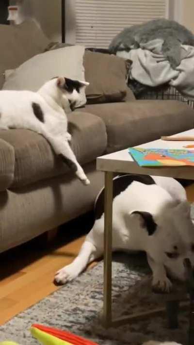 Cat commands dog to lie down.