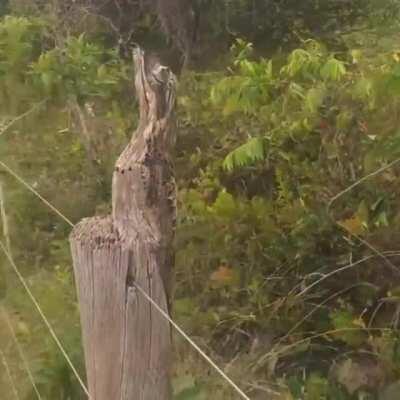 This birds camouflage