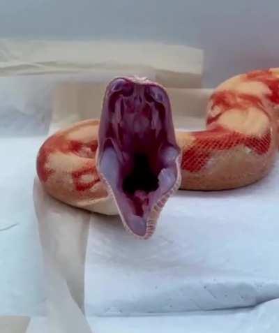 Ever seen a snake yawn?