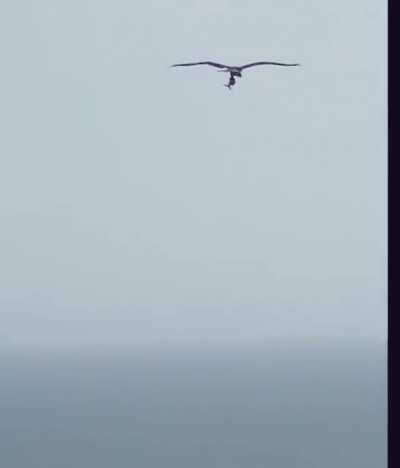 Ave salvando peixe de se afogar😳😳😳A natureza é realmente linda