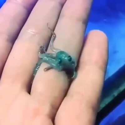 🔥 Newborn baby octopus