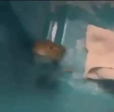 Frog memes are booming lately and it makes me very happy! Wanted to share with you guys