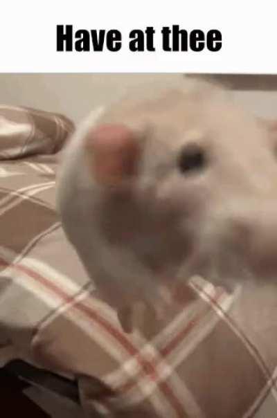 Send more rats doodoofard