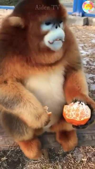 Cute Golden Snub-Nosed Monkey Eating Food
