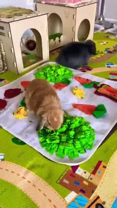 Bunny MC has come to your town.