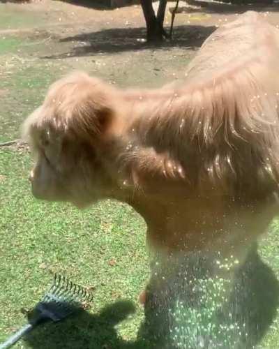 Getting showered on a hot day