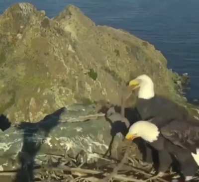 🔥 This eagle couple having a disagreement on how to organize their nest
