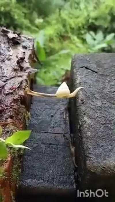 🔥 Snail crossing the gap between where it is and where it needs to be, despite the seeming impossibility 📸 Mike Hudema