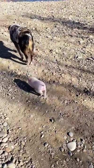 Dog flees while being rapidly pursued by a rampaging animal