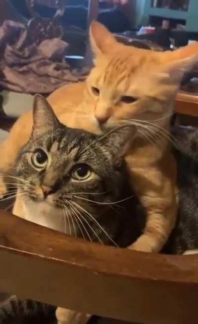 he has done this before