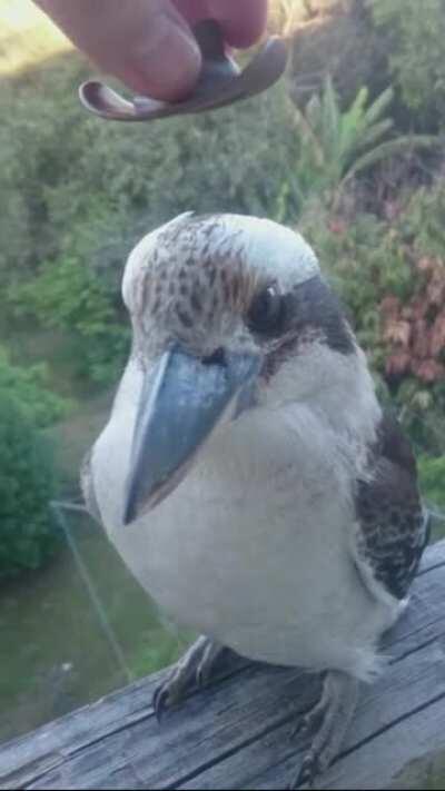 What a fine gentleman