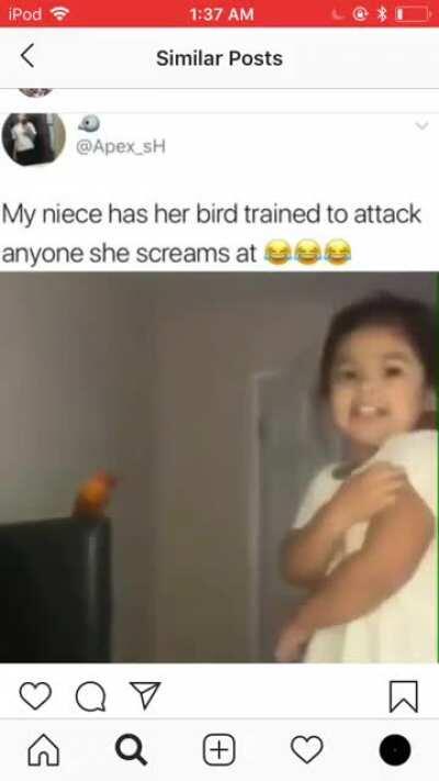 Bird attack