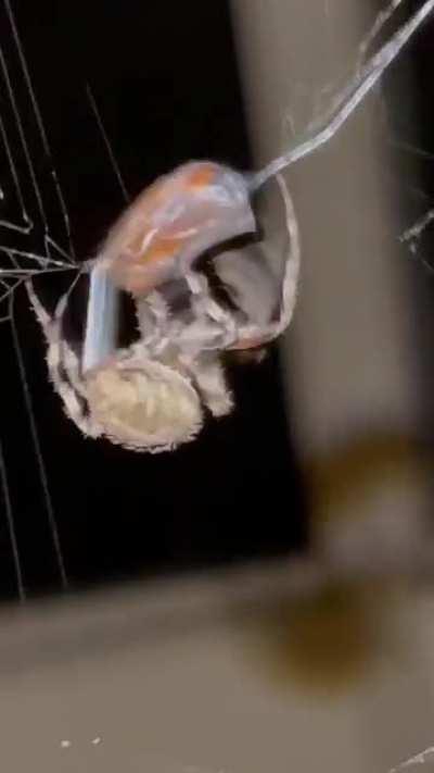 What kind of spider is this?