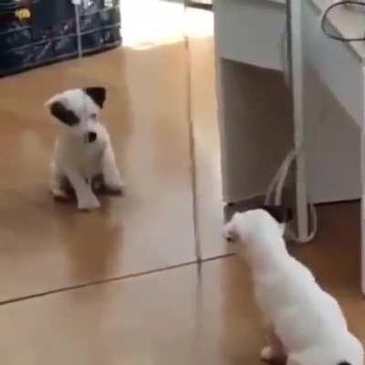 Puppy seeing himself in the mirror for the first time!