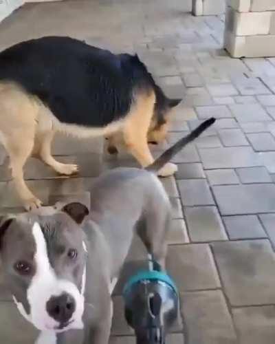 They band save video there so I'm only cross posting so I can use save video bot. Plz ignore this