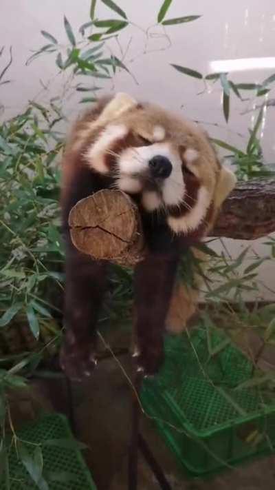 such a cute red panda