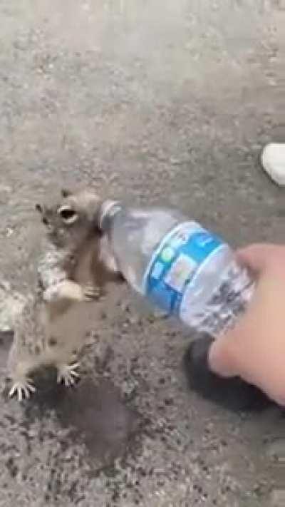 Squirrel asking for water! The most amazing thing ever seen.