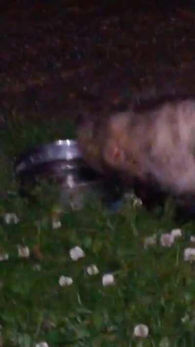 Possum in the clover