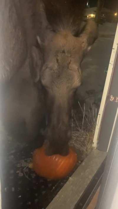 Two moose eat an Alaskan resident's Halloween pumpkin