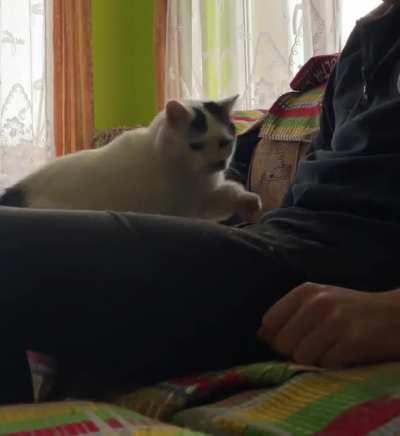 When I put him down he just jumps back up