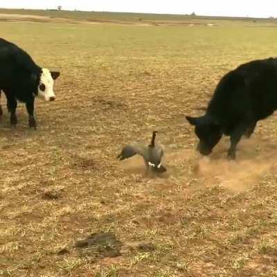 Literally not giving a single fuck