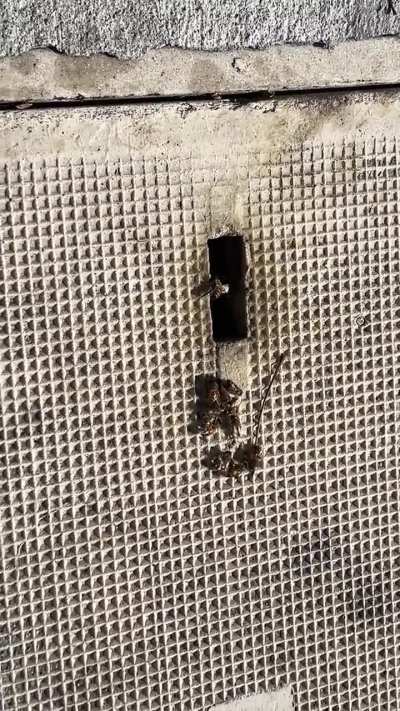 Are these bees poisoned or just in shock?