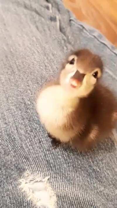 Such an attention seeker haha