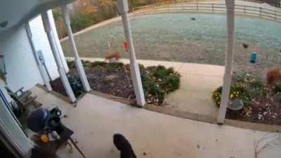 I thought y’all might appreciate this woman’s dedication to her chickens