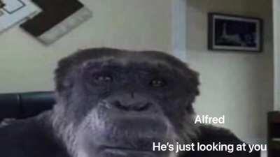 Top ten monkeys (All monkeys are actually #1 in my book)