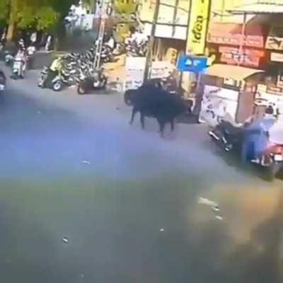 Woman's Bones Get Broken After Getting Hit By Cow