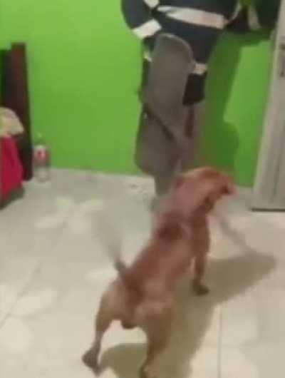 Dog on timing💯😈