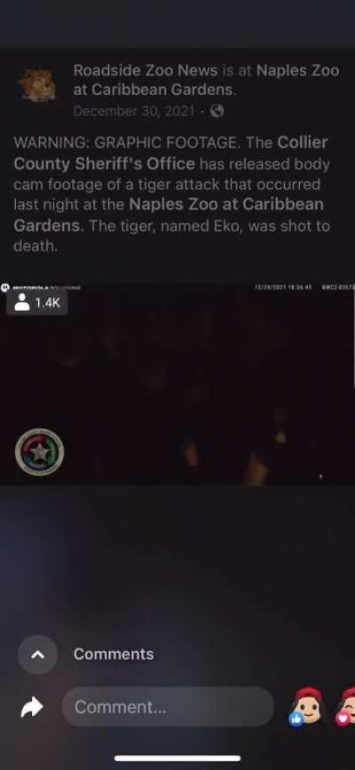 Tiger attack at Naples Zoo at Caribbean Gardens.  Tiger was named Eko and was shot to death 