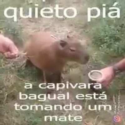 capivaar tomando mate
