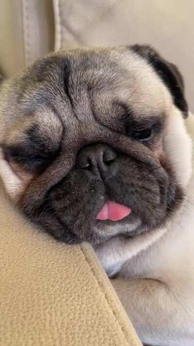 Snoring lil Freddy...(his name’s Alfred)