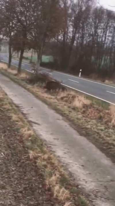 WCGW filming a massive warthog