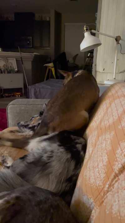 When there isn’t enough space on the couch …