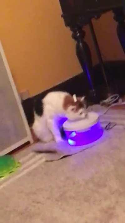 My cat couldn’t figure out how her fountain works