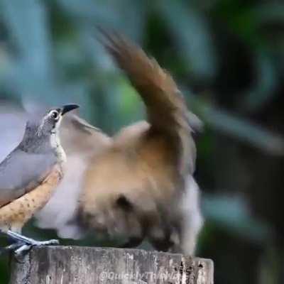 Picking up chicks at the rave