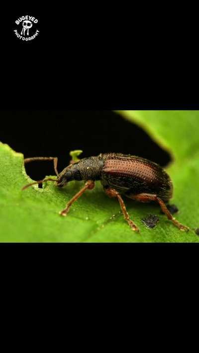 It’s weevil Wednesday!