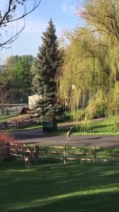 In-laws thought their new fence would keep the deer out...