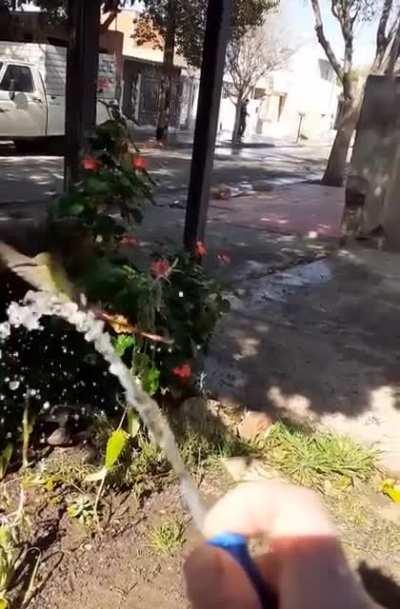 The red-tailed comet (Sappho sparganurus) is a hummingbird native to Bolivia, Argentina, Chile and Peru. The male has an iridescent, golden-reddish forked tail, longer than the length of its body. This red-tailed comet stops by the home of someone waterin