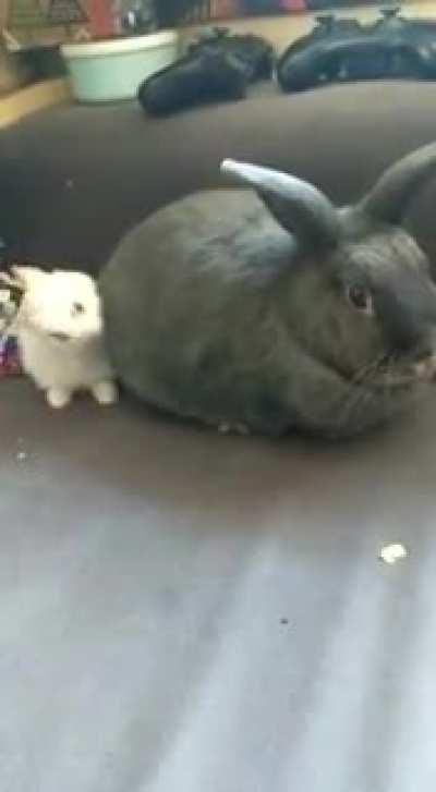 Happy gotcha day to our Teeny Tiny TamTam! She was so smol! 😭