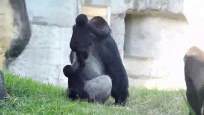 This silverback enduring his baby son's new favorite hobby with incredible patience