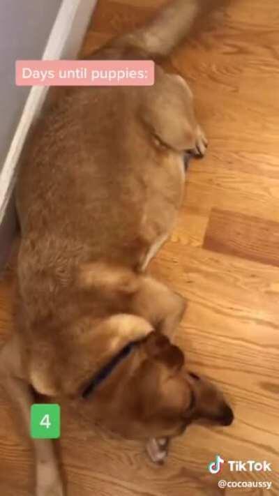 That ovens cooking up a lot of puppodoggerinos!