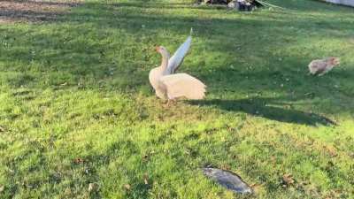 Battle for the Squeakers