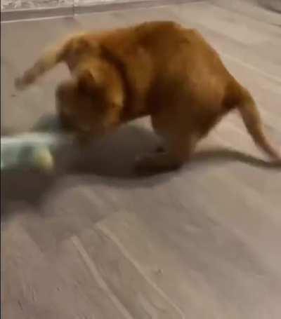 this orange fat cat has gone crazy!