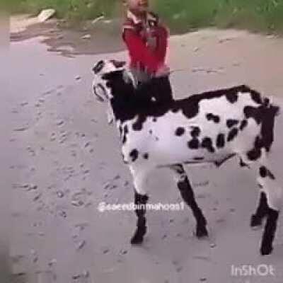 WWTF while a kid beats up a goat?