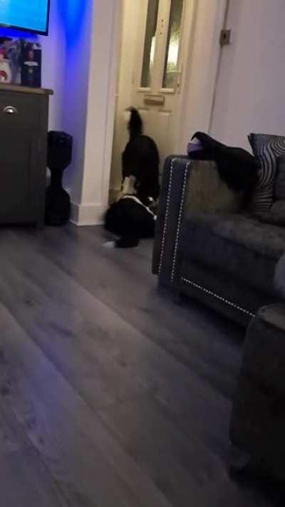 Puppy thinks tug of war is a drag