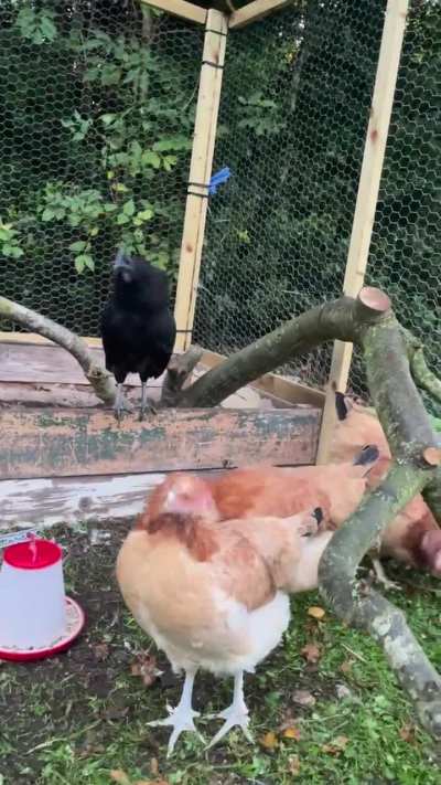 Franco found his voice this morning